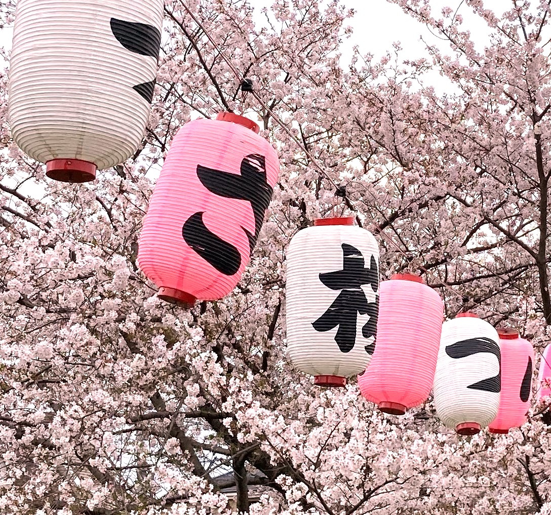 桜 ～満開～ - ホーエイ電設株式会社 - 電気工事、電気設備の保守点検管理